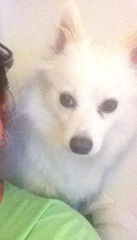 Tysk Spids Shiba billede 7