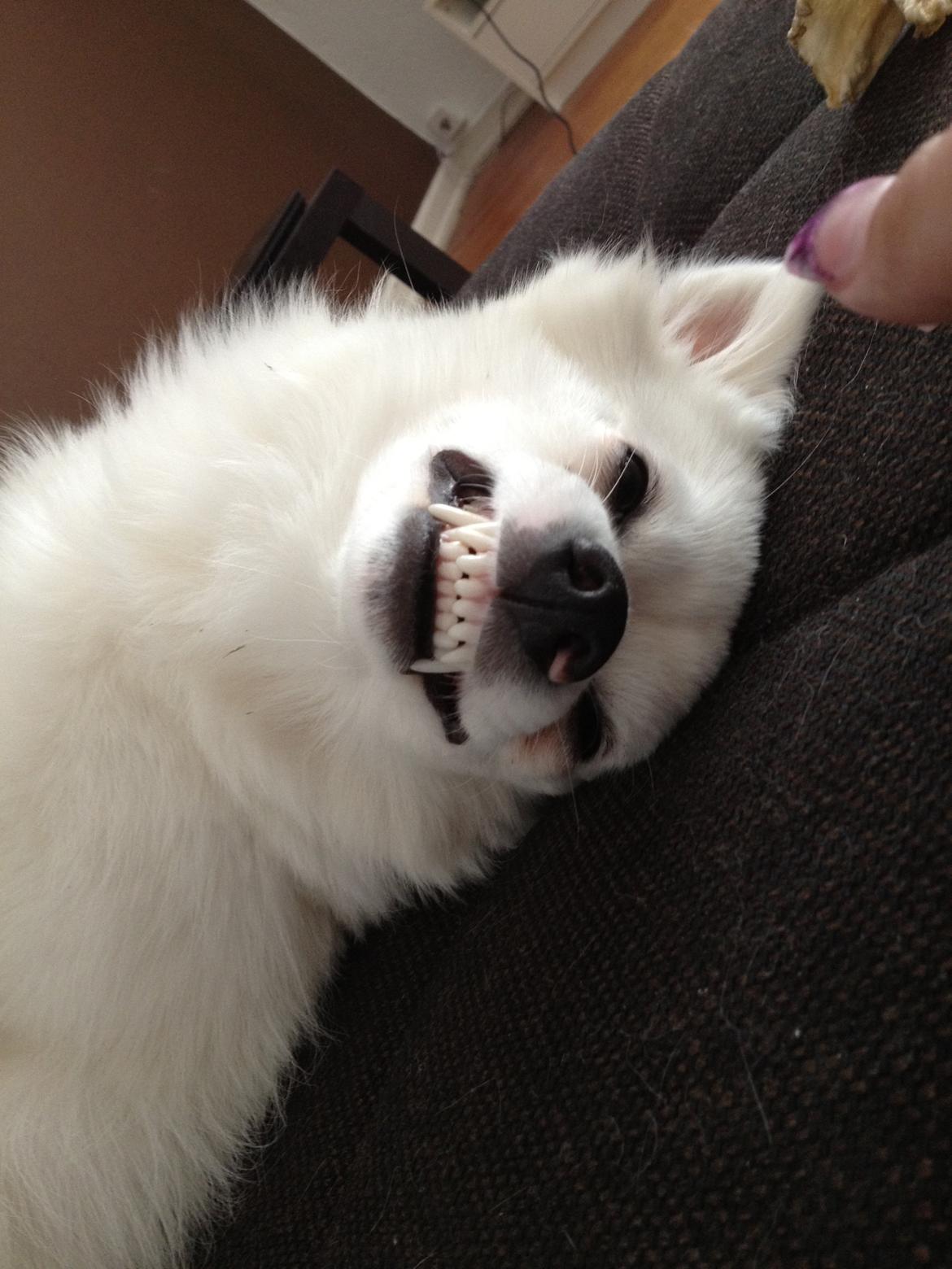 Tysk Spids Shiba billede 9