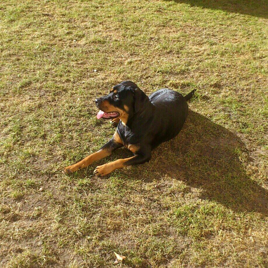 Rottweiler Sasha - Det her solbadning er lige mig! billede 18
