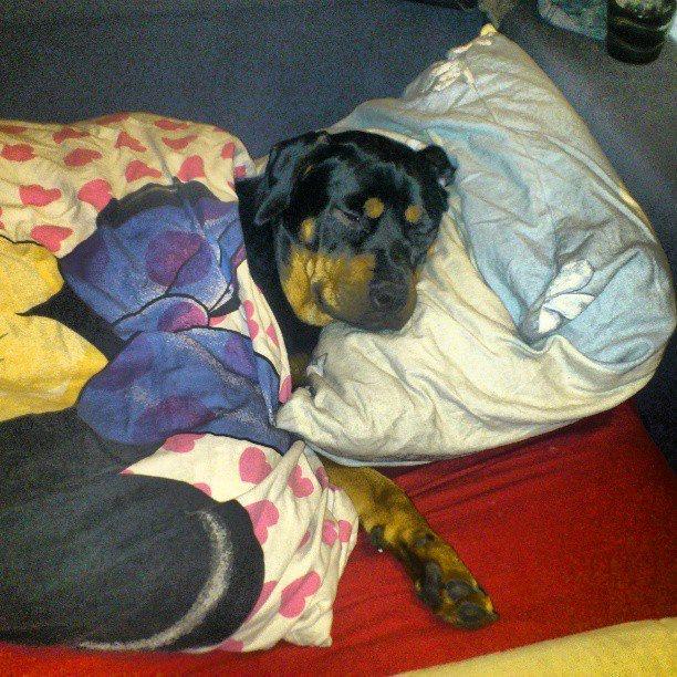 Rottweiler Sasha - Godnat! billede 20