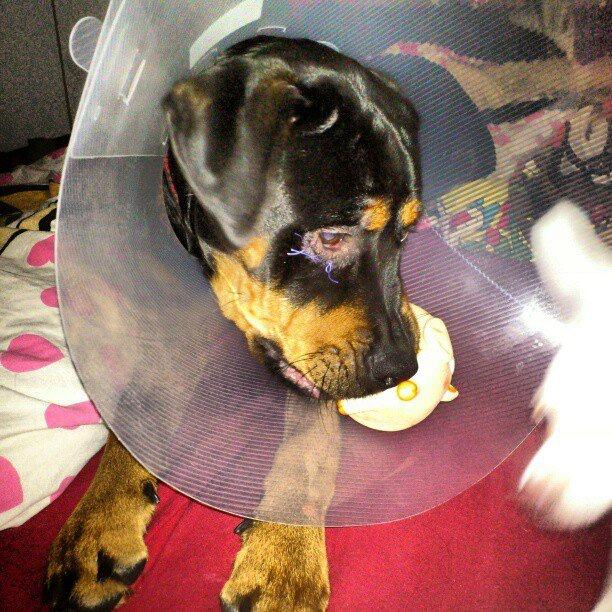 Rottweiler Sasha - Øv hvor er den her dumme ting altså bare i vejen! billede 17