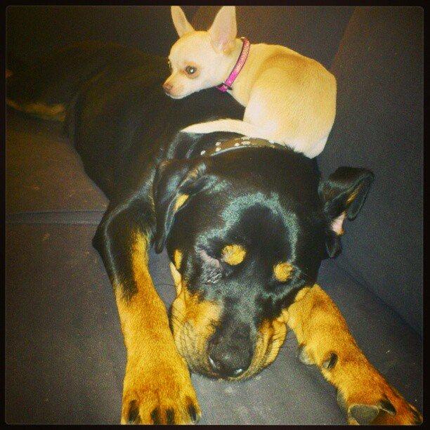 Rottweiler Sasha - Min lille søster mener åbenbart jeg er en pude! billede 19