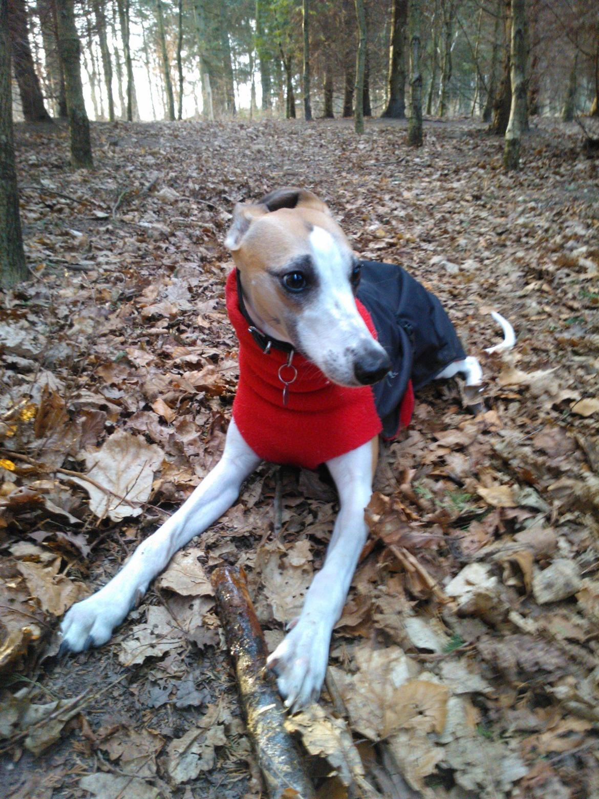 Whippet Mille billede 2