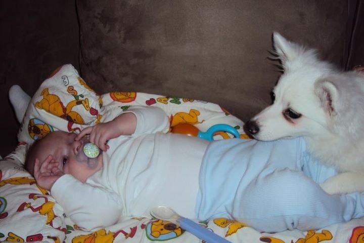 Tysk Spids Shiba billede 10