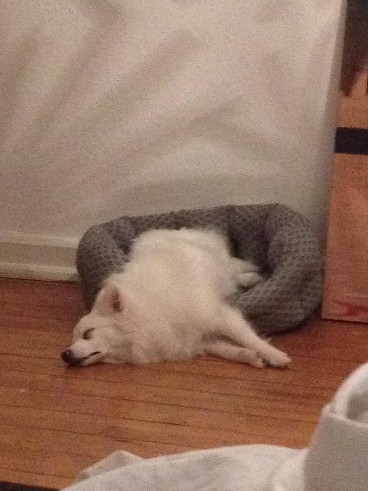 Tysk Spids Shiba billede 11