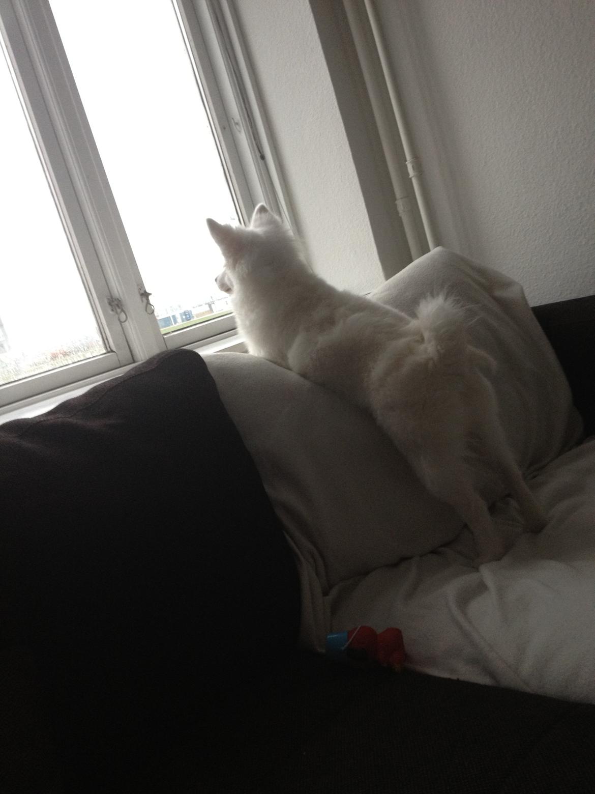 Tysk Spids Shiba billede 12