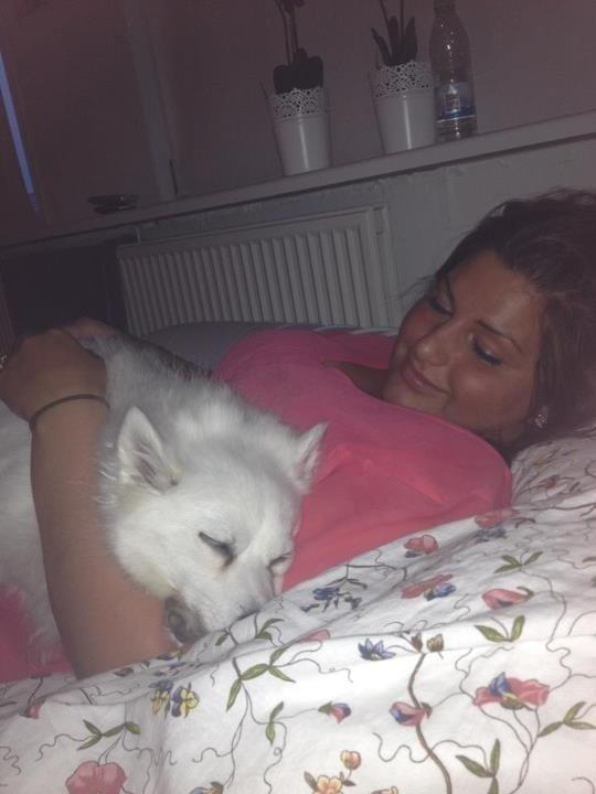 Tysk Spids Shiba billede 13