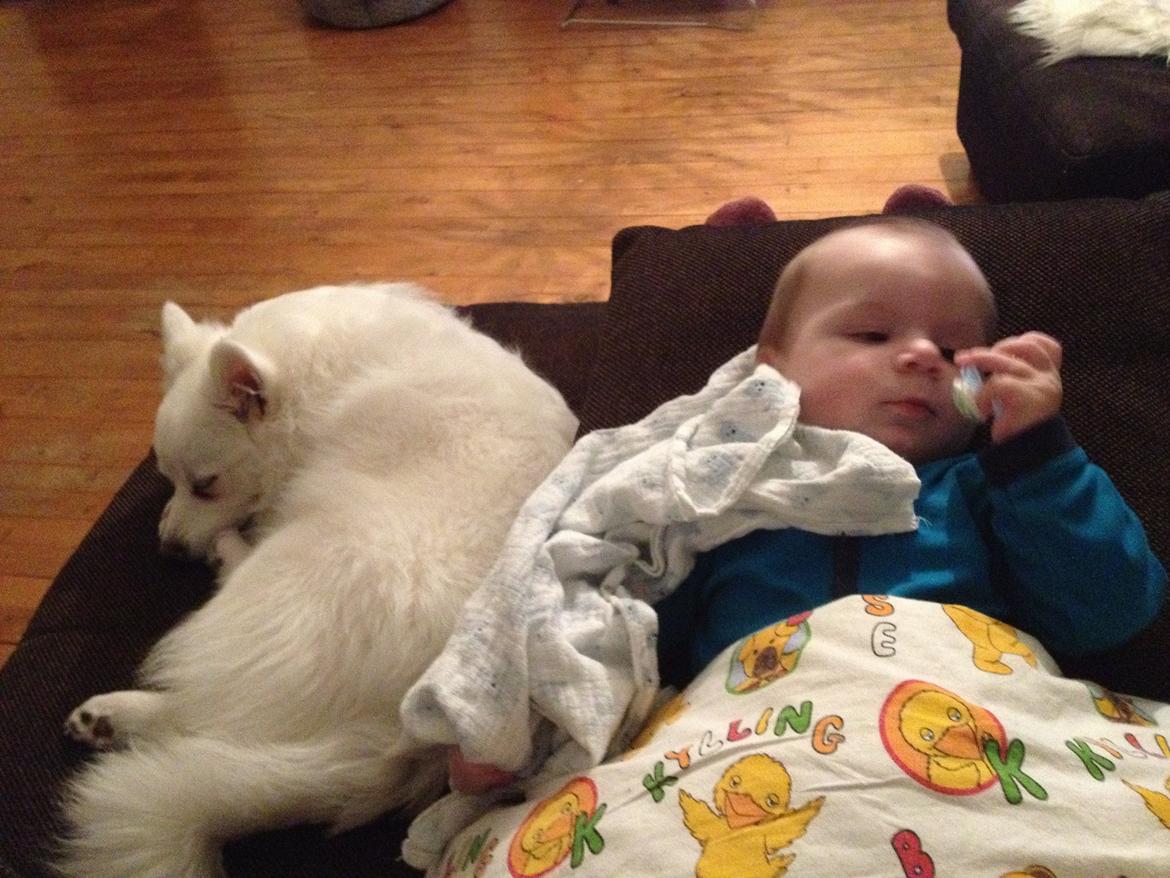 Tysk Spids Shiba billede 14