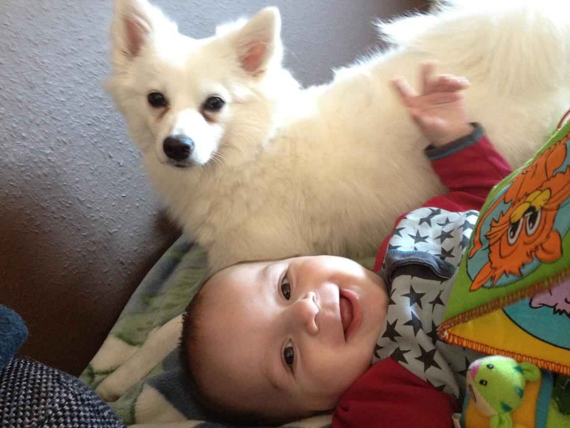 Tysk Spids Shiba billede 15