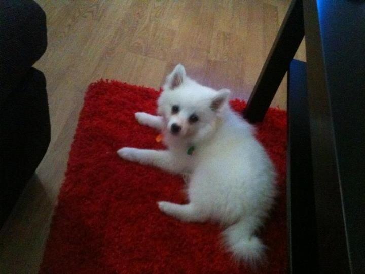 Tysk Spids Shiba billede 16