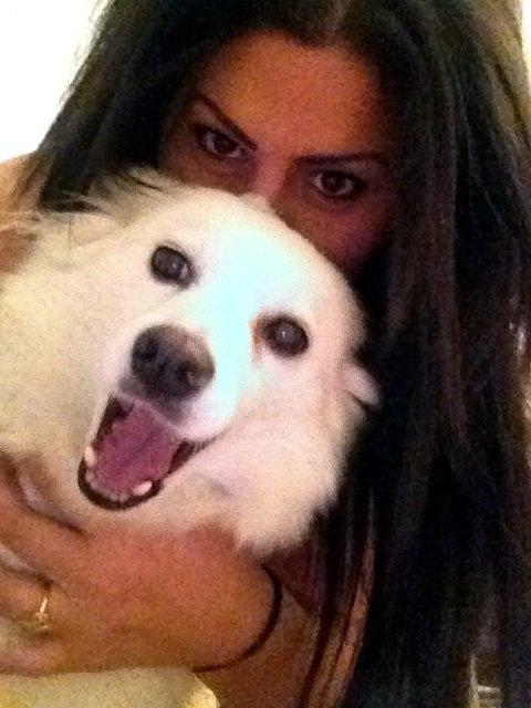 Tysk Spids Shiba billede 17