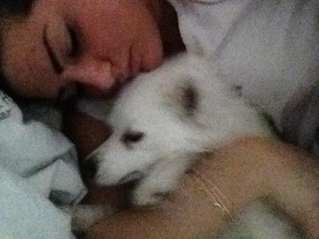 Tysk Spids Shiba billede 18