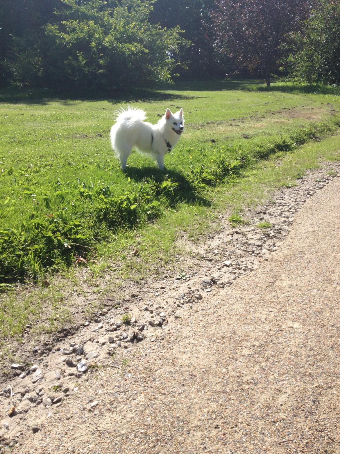 Tysk Spids Shiba billede 19