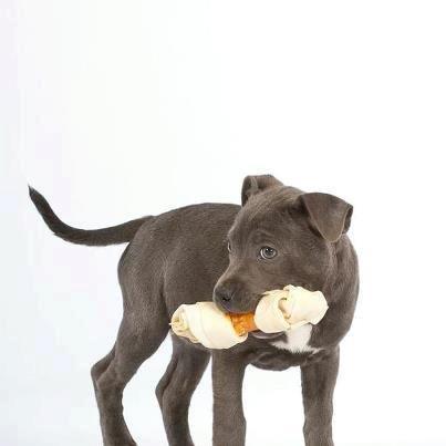 Staffordshire bull terrier Blue Bermuda Beauty Aka Diva - 10 uger og en tur ved fotograf glisborg billede 6