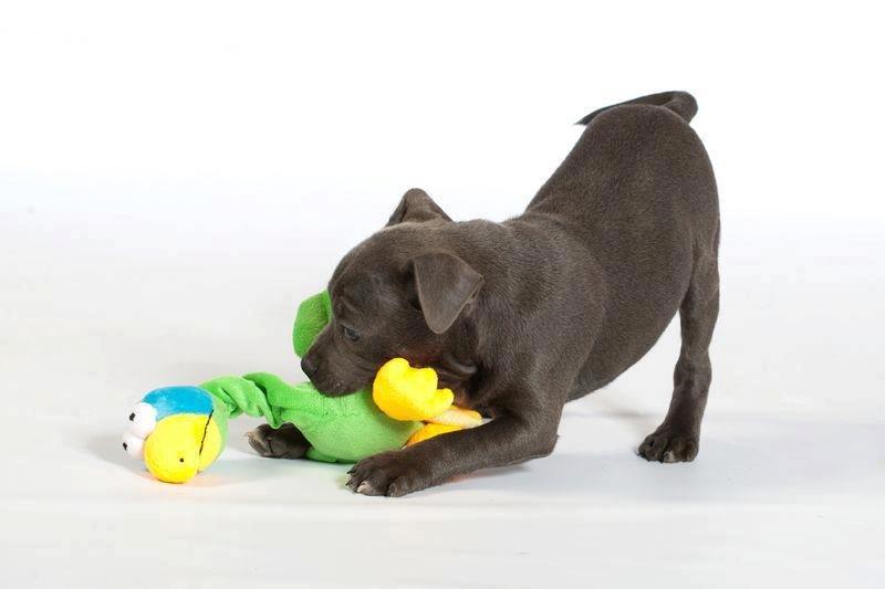 Staffordshire bull terrier Blue Bermuda Beauty Aka Diva billede 7