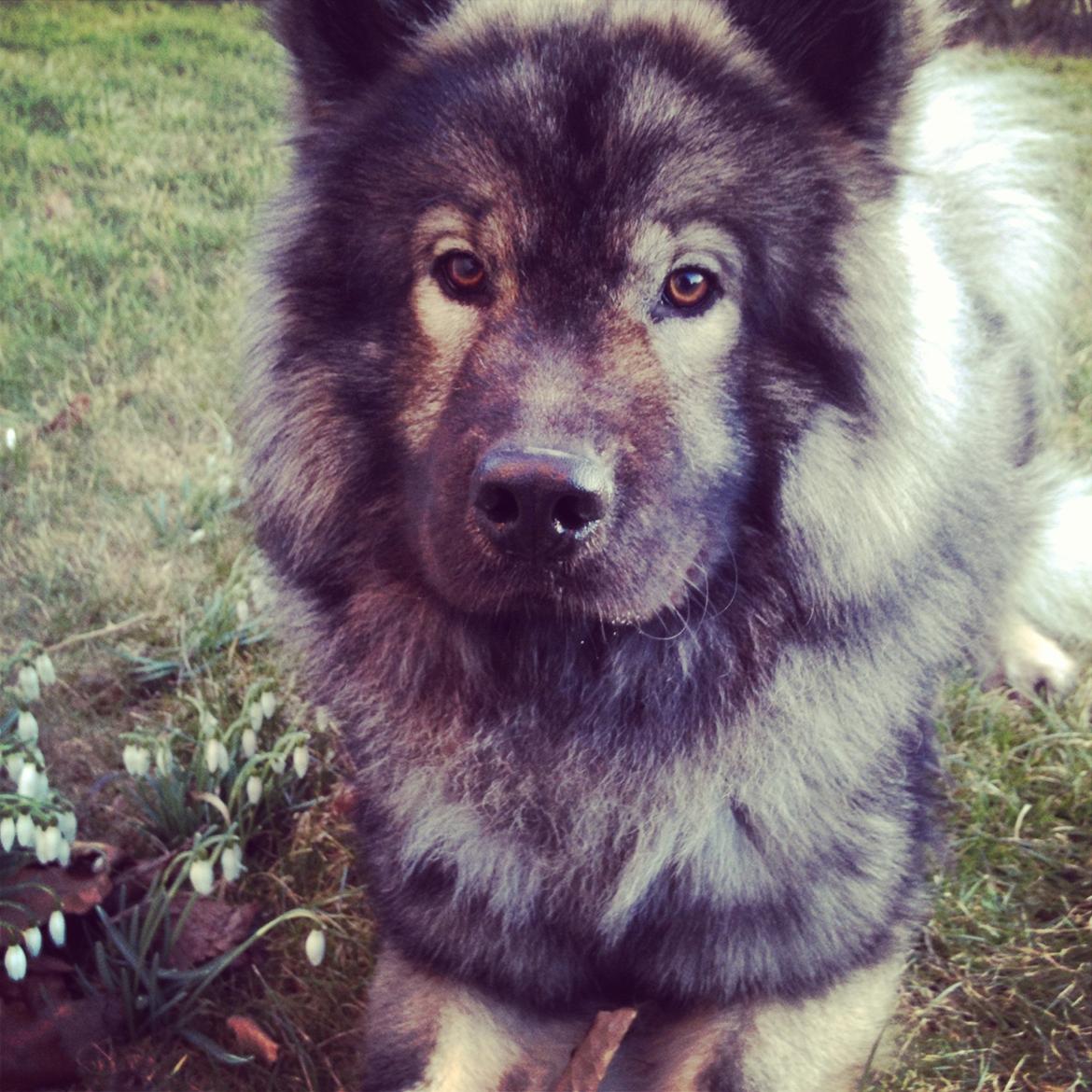 Eurasier Eurasierkrogens Artos (Niiko) billede 3