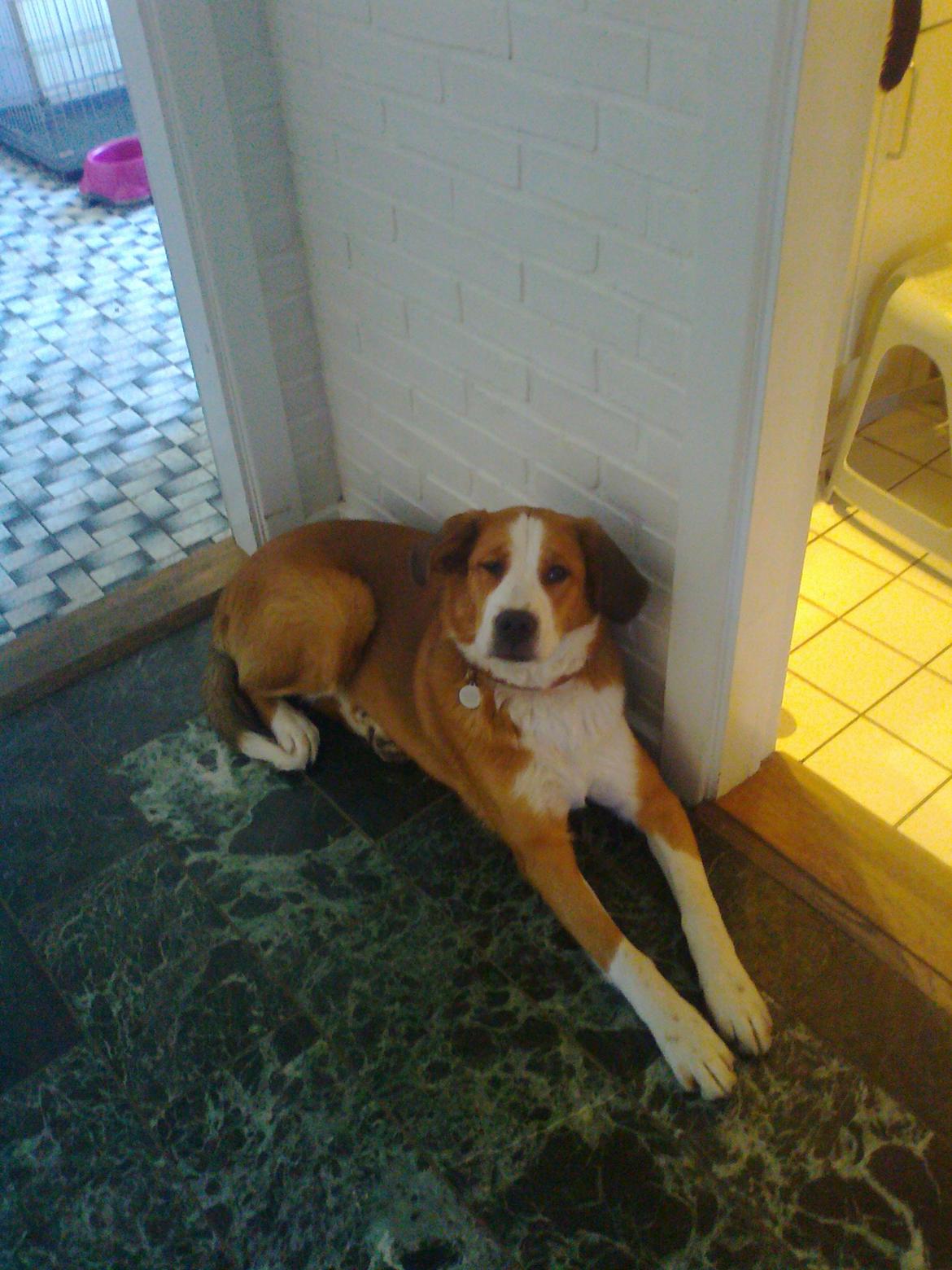 Blanding af racer Xena - næsten 8 mdr.. billede 2