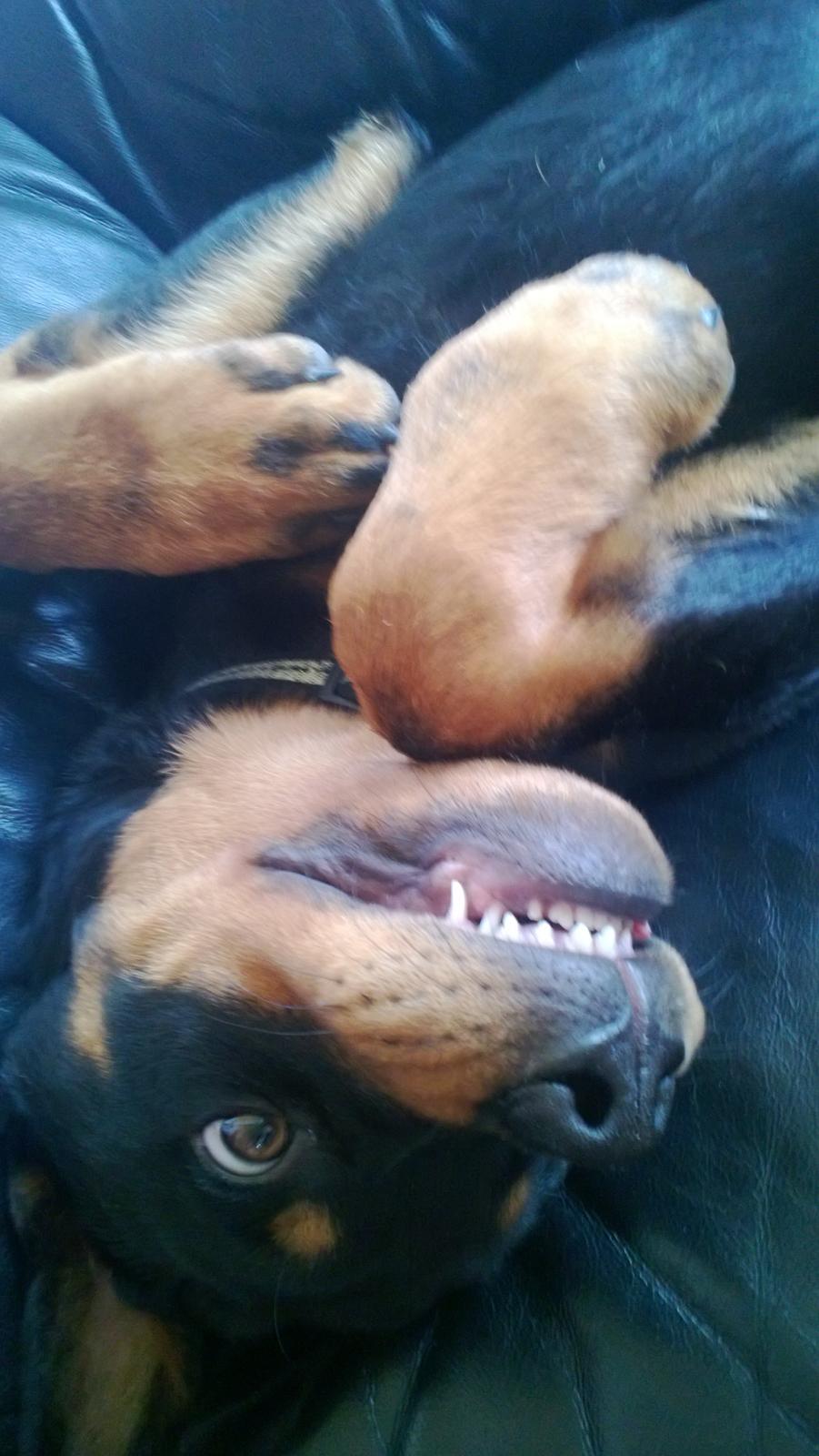 Rottweiler Elvis billede 5