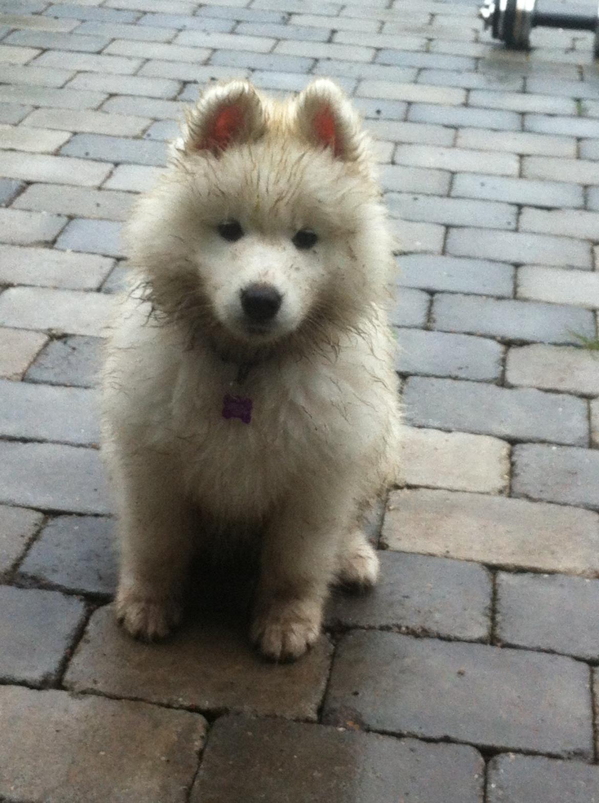 Samojedhund Bella billede 4