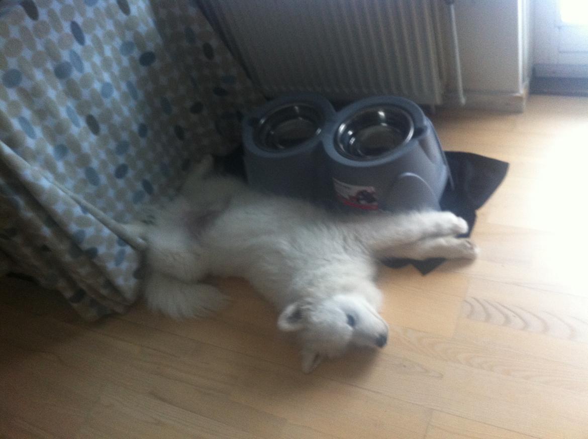 Samojedhund Bamse billede 1