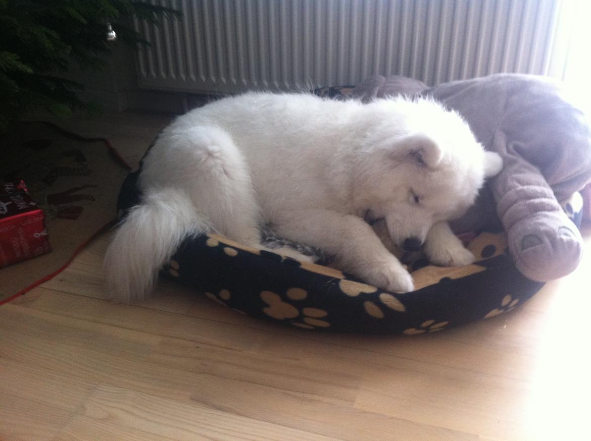 Samojedhund Bamse billede 2