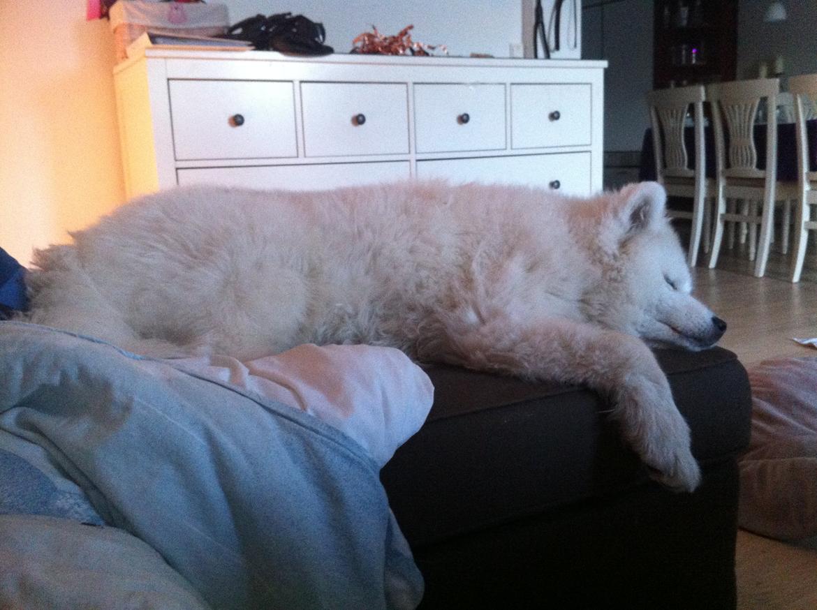 Samojedhund Bamse billede 3