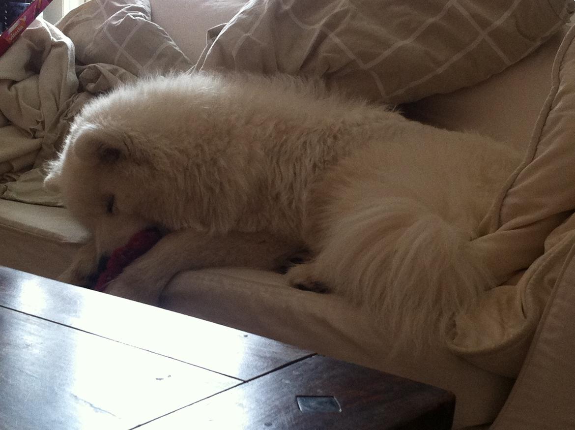 Samojedhund Bamse billede 4