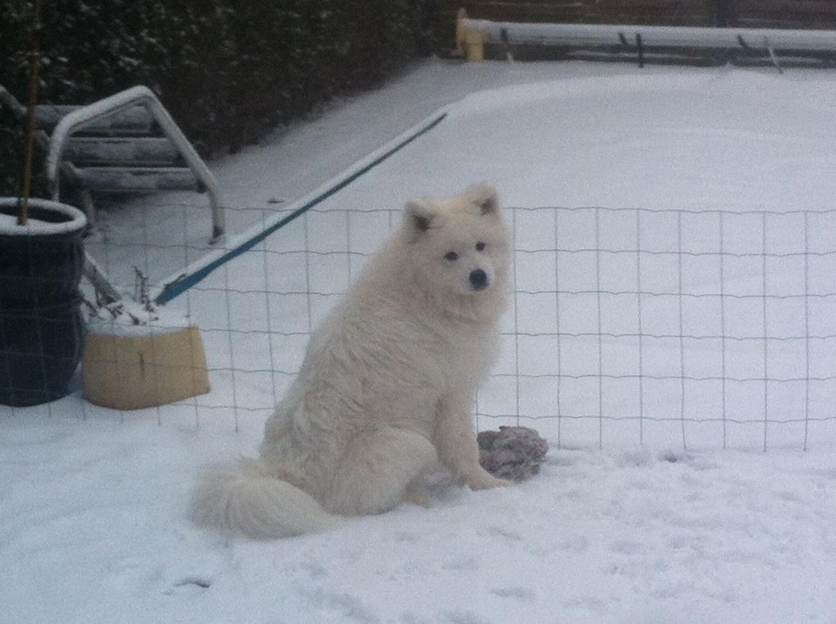 Samojedhund Bamse billede 5