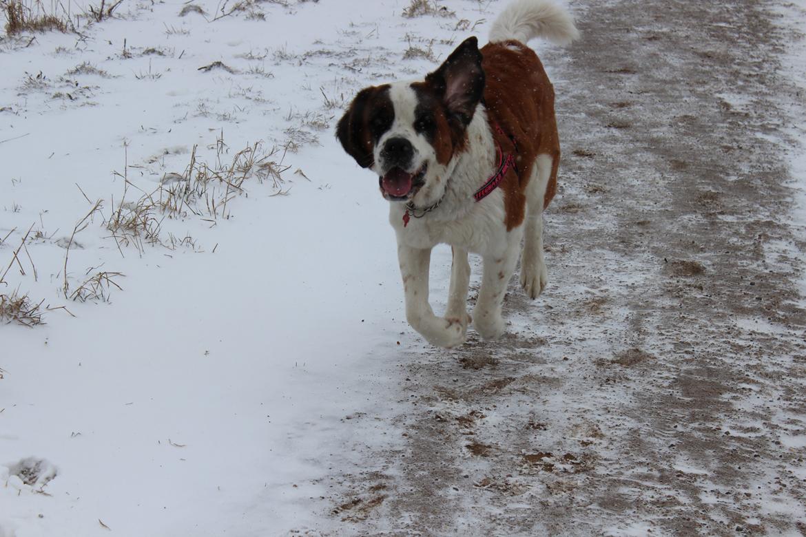 Sankt bernhardshund Molly billede 3