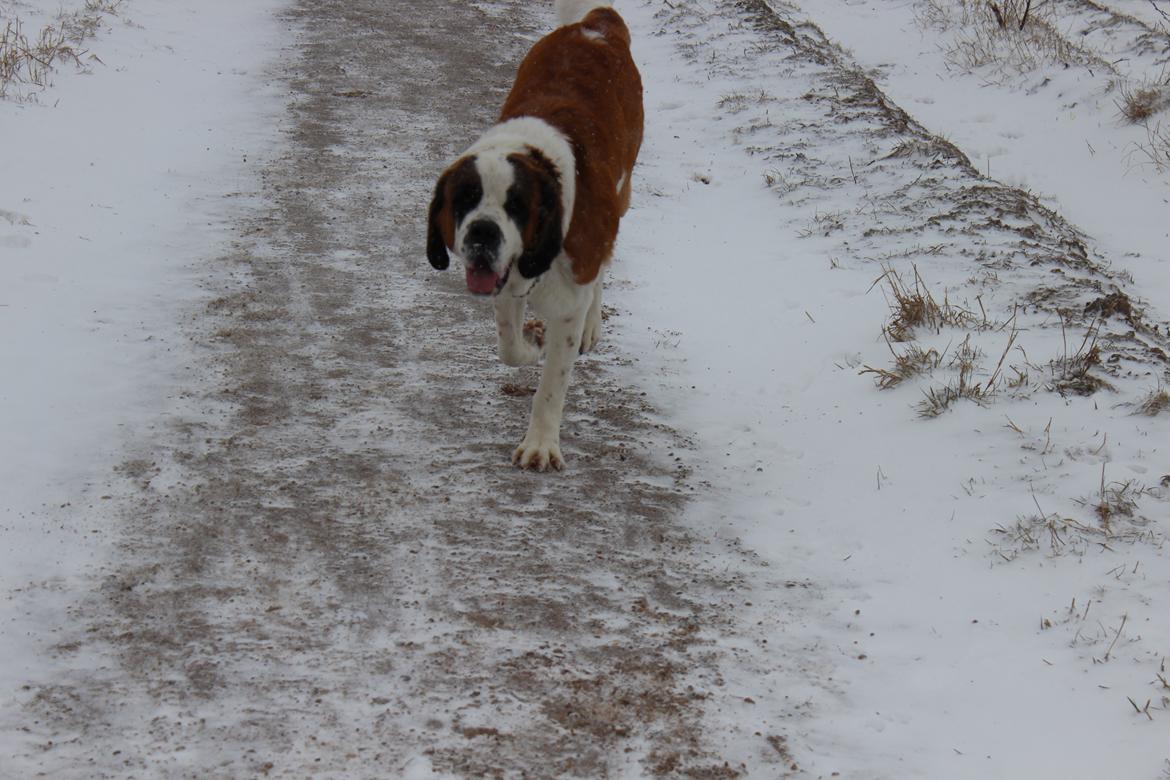 Sankt bernhardshund Molly billede 4