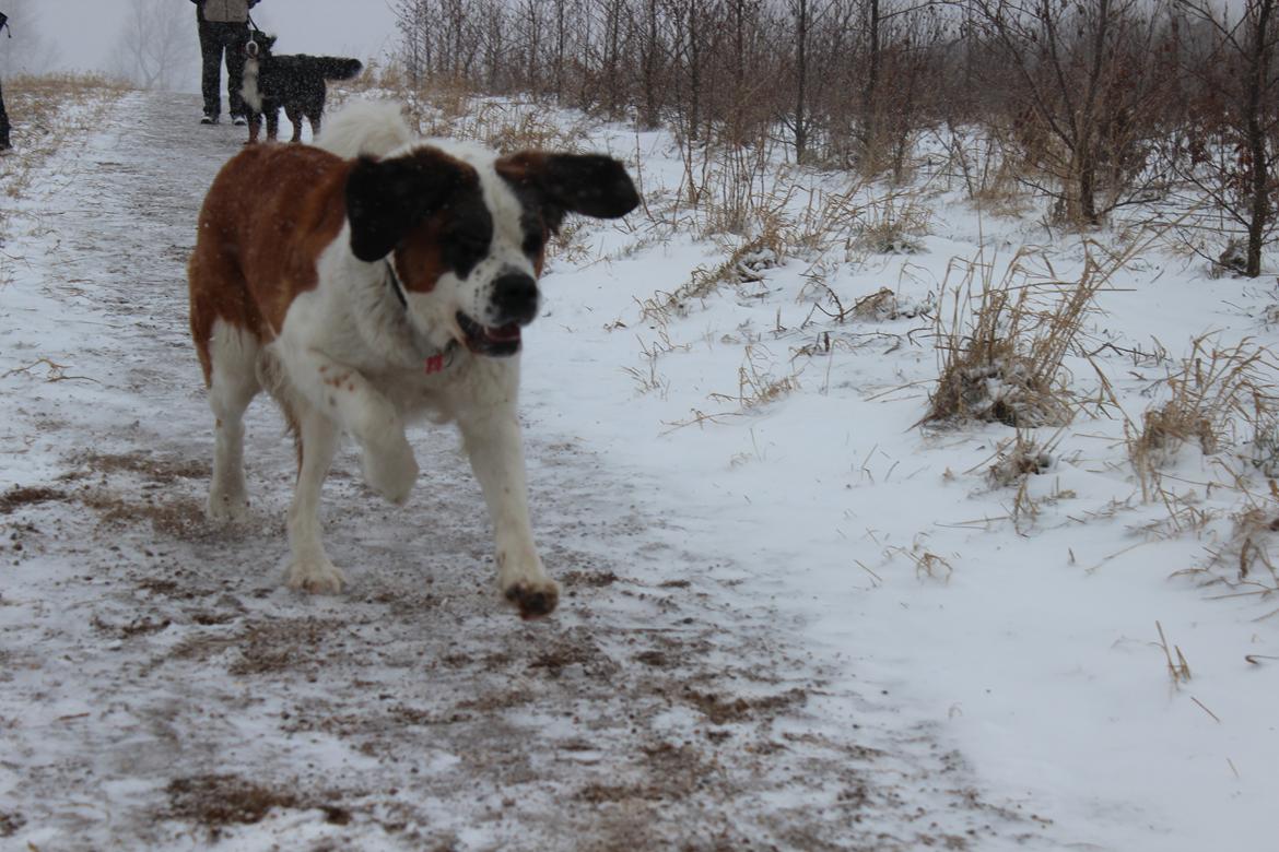 Sankt bernhardshund Molly billede 5