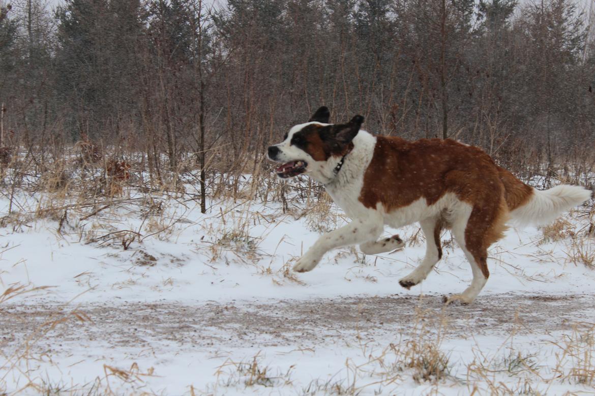 Sankt bernhardshund Molly billede 6