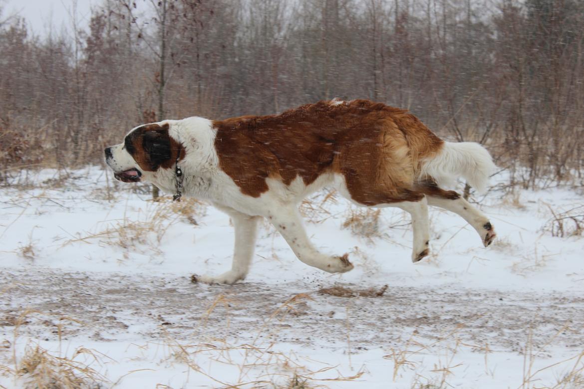 Sankt bernhardshund Molly billede 2