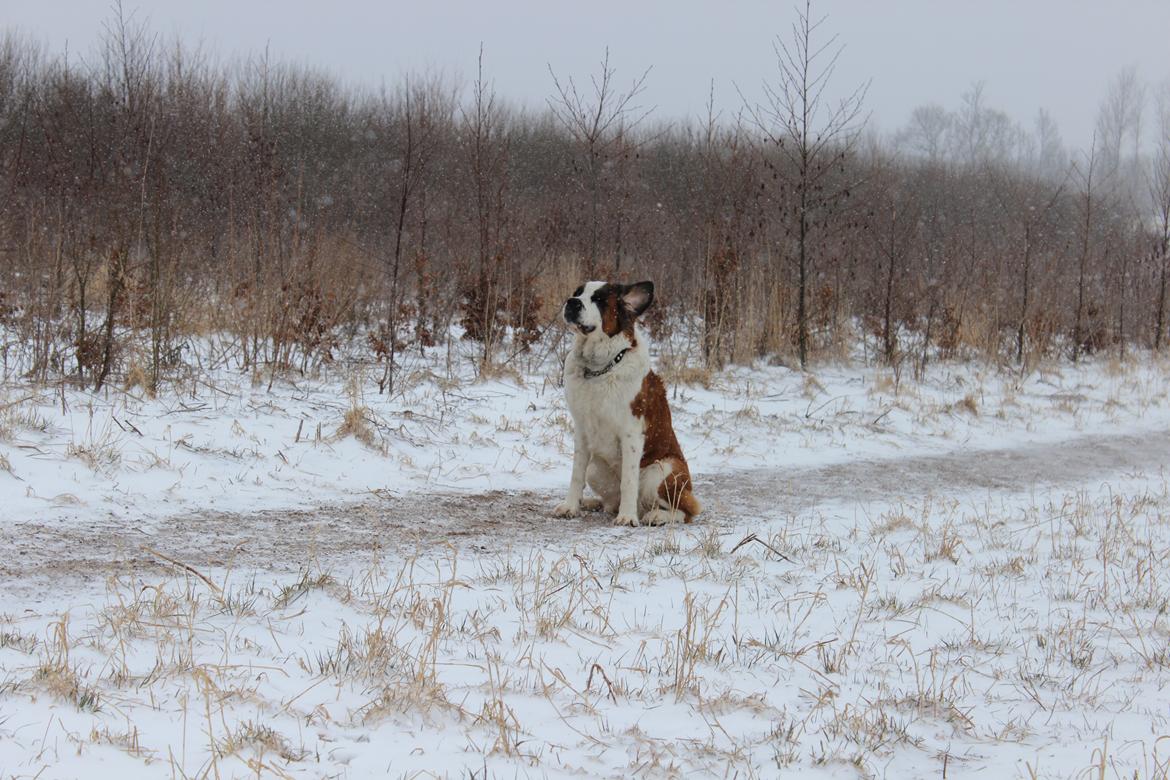 Sankt bernhardshund Molly billede 7