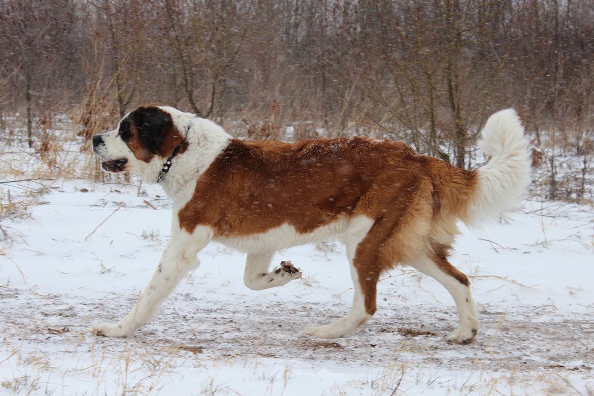 Sankt bernhardshund Molly billede 1