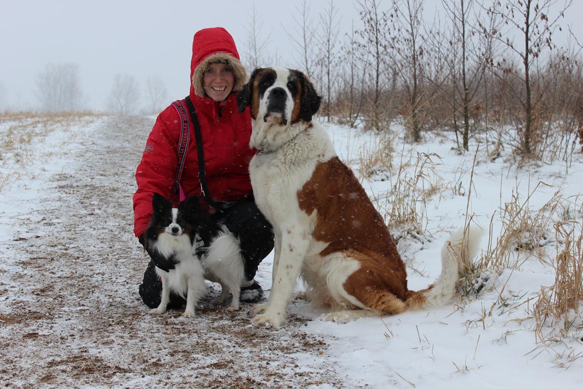 Sankt bernhardshund Molly billede 8