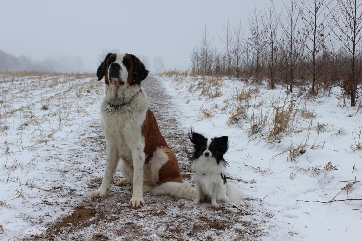 Sankt bernhardshund Molly billede 9