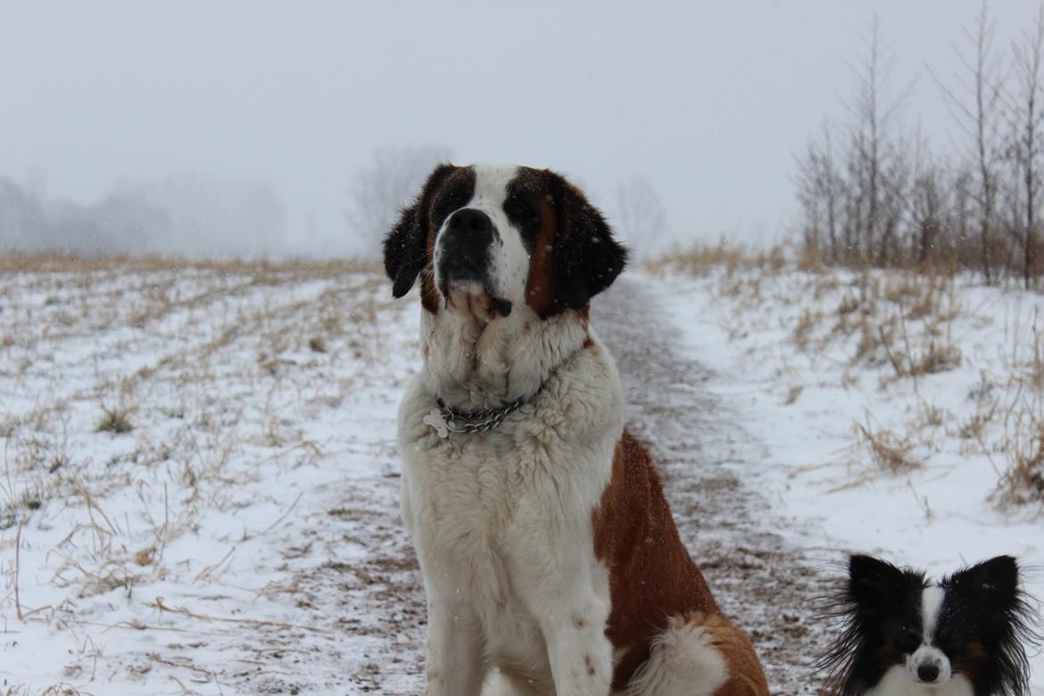 Sankt bernhardshund Molly billede 10