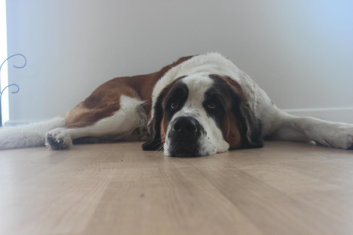 Sankt bernhardshund Molly billede 11