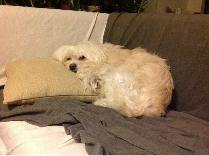 {{currentPhoto.altText}} billede {{currentPhoto.number}}