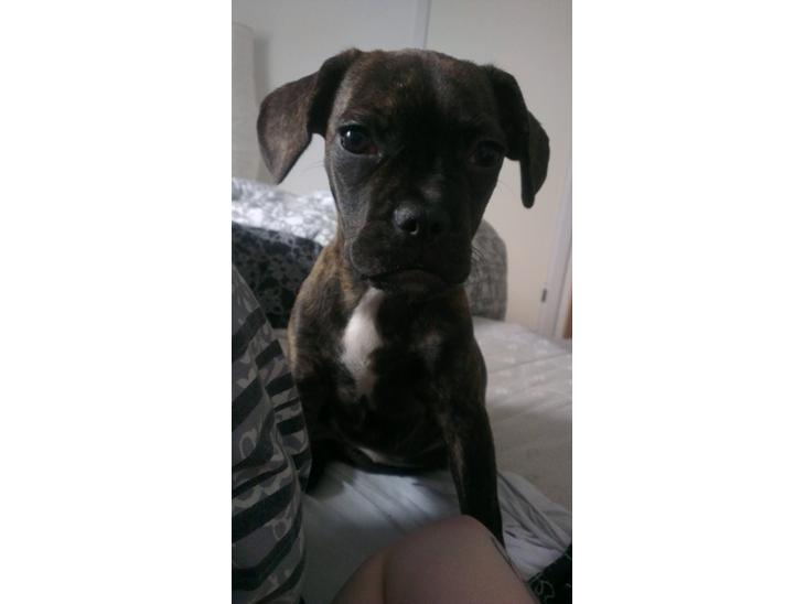 Blanding af racer frengle (fransk bulldog/beagle) billede 1