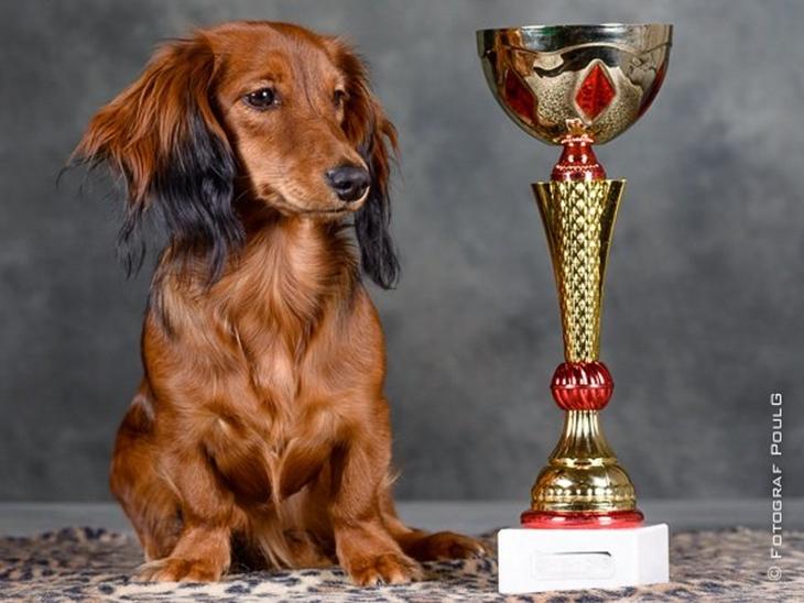 Gravhund Olga billede 1