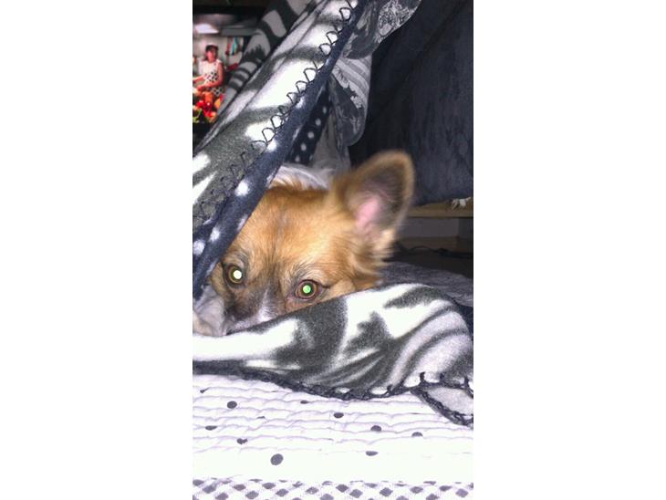 Papillon Toffy billede 1