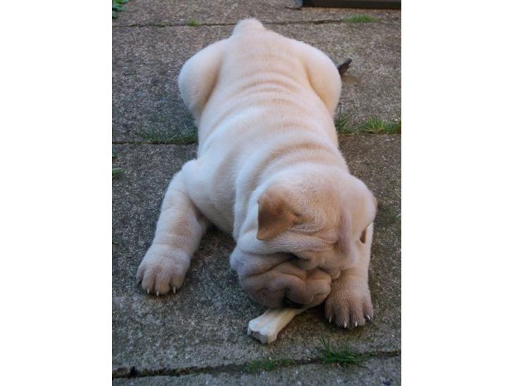 Shar pei Budda ??? R.I.P ??? billede 1