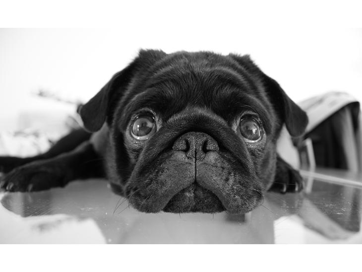 Mops Charlie billede 1