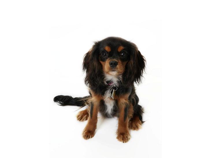 Cavalier king charles spaniel Malou billede 1