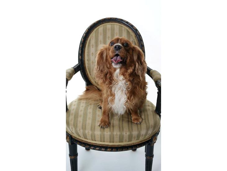 Cavalier king charles spaniel Samson billede 1