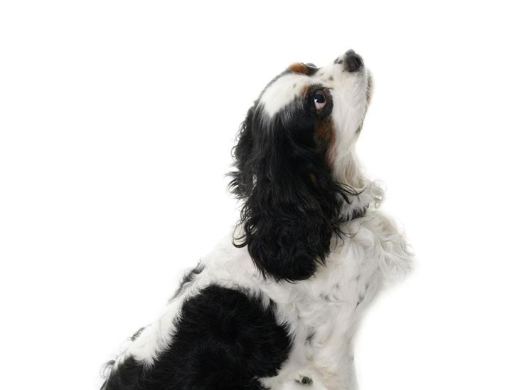 Cavalier king charles spaniel Willie billede 1
