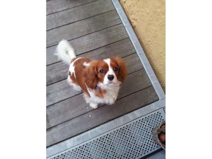 {{currentPhoto.altText}} billede {{currentPhoto.number}}