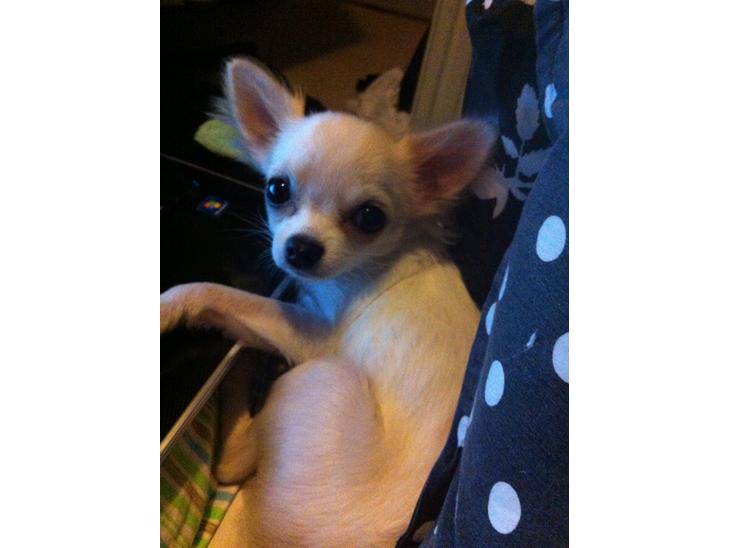 Chihuahua Cody billede 1